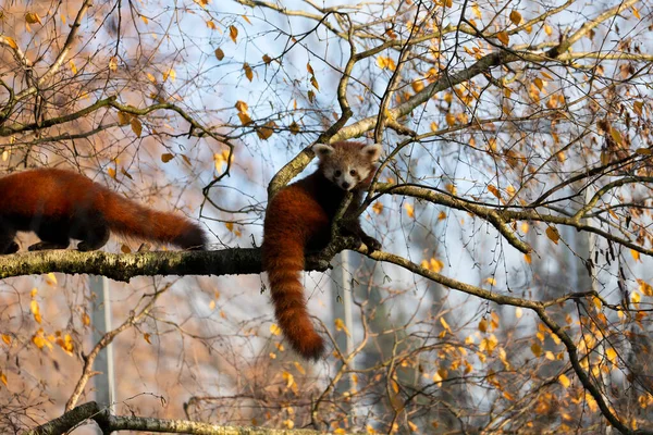 Firefox Red Panda Lesser Panda Ailurus Fulgens Close View — Foto de Stock