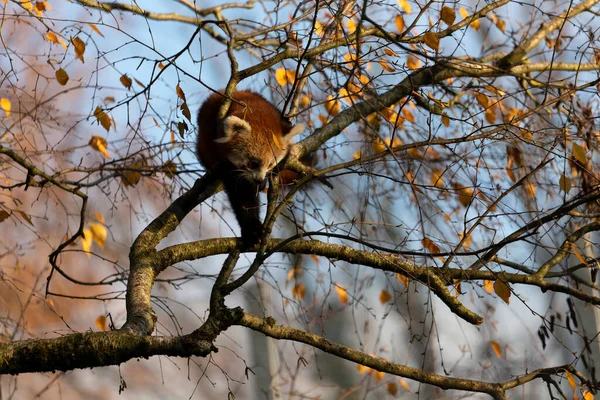 Firefox Red Panda Lesser Panda Ailurus Fulgens Close View — Foto de Stock