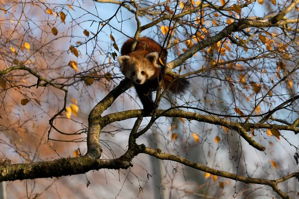 Firefox Red Panda Lesser Panda Ailurus Fulgens Close View — Stock Photo, Image