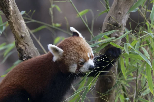 Firefox Або Червона Панда Або Менша Панда Ailurus Fulgen Близьким — стокове фото