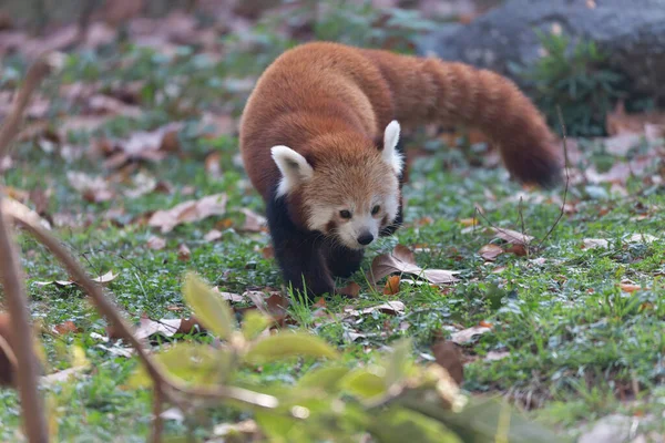 Firefox Або Червона Панда Або Менша Панда Ailurus Fulgen Близьким — стокове фото