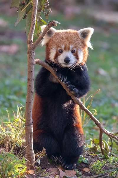 Lifelike_Red_Panda_Stuffed_Plu