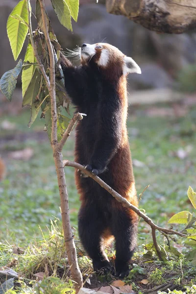 Firefox Red Panda Lesser Panda Ailurus Fulgens Close View — 스톡 사진