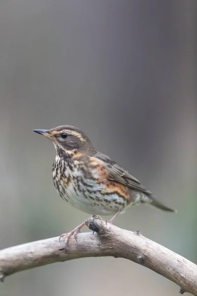Redwing Turdus Illiacus Perched Branch Close View — Stock Photo, Image