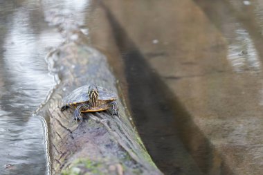 Kırmızı kulaklı sürgülü Trachemys senaryosu, Fransa 'da tanıtılan sorunlu bir kaplumbağa.