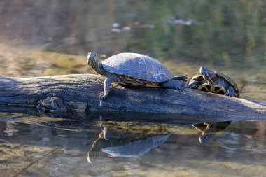 Kırmızı kulaklı sürgülü Trachemys senaryosu, Fransa 'da tanıtılan sorunlu bir kaplumbağa.