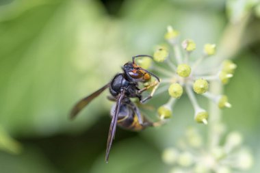 Asya eşekarısı Vespa velutina nigrithorax, Avrupa 'da tanıtılan ve iklimlendirilen bir tür.