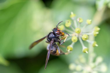 Asya eşekarısı Vespa velutina nigrithorax, Avrupa 'da tanıtılan ve iklimlendirilen bir tür.
