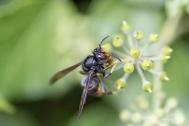 Asya eşekarısı Vespa velutina nigrithorax, Avrupa 'da tanıtılan ve iklimlendirilen bir tür.