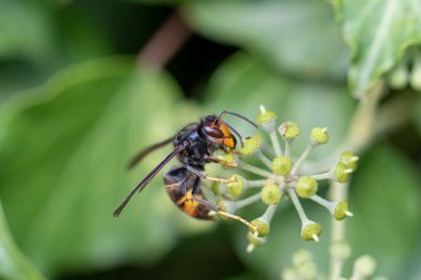 Asya eşekarısı Vespa velutina nigrithorax, Avrupa 'da tanıtılan ve iklimlendirilen bir tür.