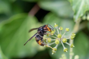 Asya eşekarısı Vespa velutina nigrithorax, Avrupa 'da tanıtılan ve iklimlendirilen bir tür.