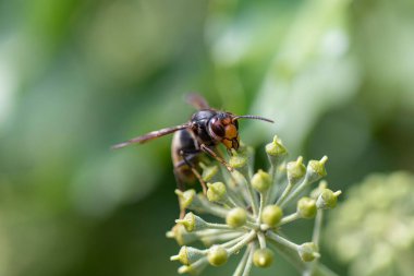 Asya eşekarısı Vespa velutina nigrithorax, Avrupa 'da tanıtılan ve iklimlendirilen bir tür.