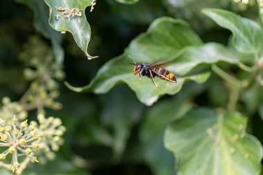 Asya eşekarısı Vespa velutina nigrithorax, Avrupa 'da tanıtılan ve iklimlendirilen bir tür.