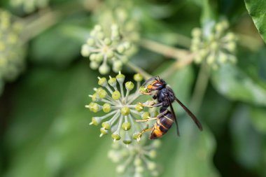 Asya eşekarısı Vespa velutina nigrithorax, Avrupa 'da tanıtılan ve iklimlendirilen bir tür.