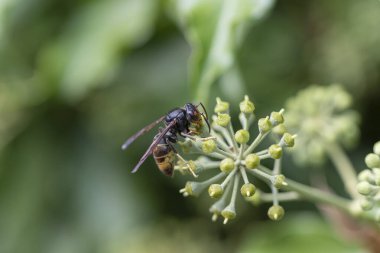 Asya eşekarısı Vespa velutina nigrithorax, Avrupa 'da tanıtılan ve iklimlendirilen bir tür.
