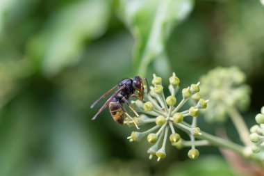 Asya eşekarısı Vespa velutina nigrithorax, Avrupa 'da tanıtılan ve iklimlendirilen bir tür.