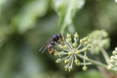 Asya eşekarısı Vespa velutina nigrithorax, Avrupa 'da tanıtılan ve iklimlendirilen bir tür.