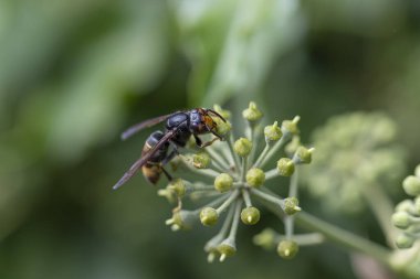 Asya eşekarısı Vespa velutina nigrithorax, Avrupa 'da tanıtılan ve iklimlendirilen bir tür.