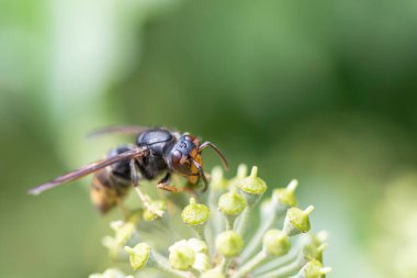 Asya eşekarısı Vespa velutina nigrithorax, Avrupa 'da tanıtılan ve iklimlendirilen bir tür.