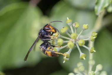 Asya eşekarısı Vespa velutina nigrithorax, Avrupa 'da tanıtılan ve iklimlendirilen bir tür.