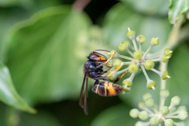 Asya eşekarısı Vespa velutina nigrithorax, Avrupa 'da tanıtılan ve iklimlendirilen bir tür.