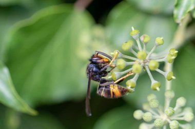 Asya eşekarısı Vespa velutina nigrithorax, Avrupa 'da tanıtılan ve iklimlendirilen bir tür.