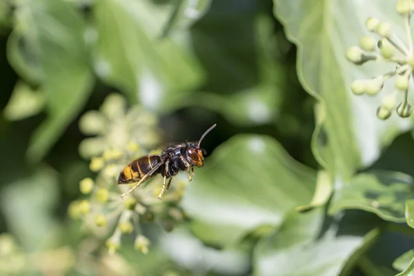 Asian Hornet Vespa Velutina Nigrithorax Introduced Acclimated Species Europe —  Fotos de Stock