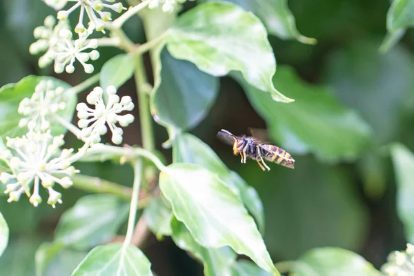 Asian Hornet Vespa Velutina Nigrithorax Introduced Acclimated Species Europe —  Fotos de Stock