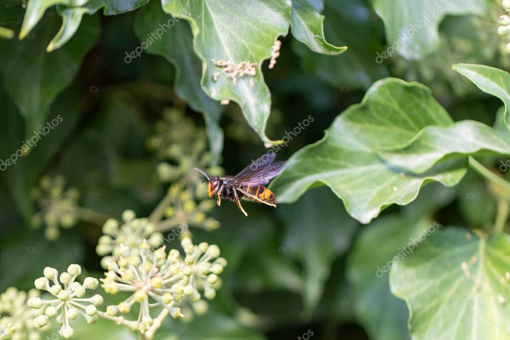 Asian hornet Vespa velutina nigrithorax, an introduced and acclimated ...