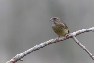 Green finch Chloris chloris sitting on a branch