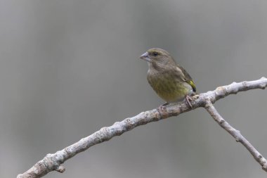 Green finch Chloris chloris sitting on a branch