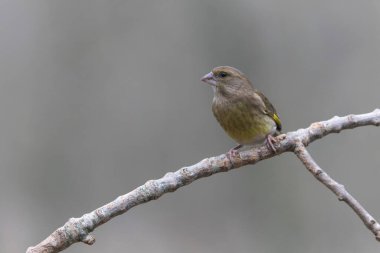 Green finch Chloris chloris sitting on a branch