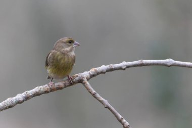 Green finch Chloris chloris sitting on a branch