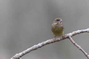 Green finch Chloris chloris sitting on a branch
