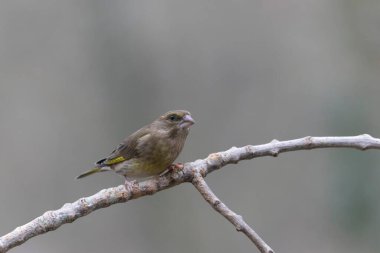 Green finch Chloris chloris sitting on a branch