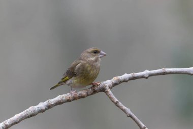 Green finch Chloris chloris sitting on a branch