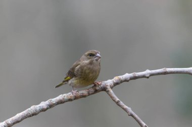 Green finch Chloris chloris sitting on a branch