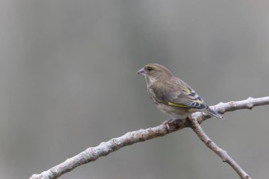 Green finch Chloris chloris sitting on a branch
