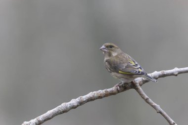 Green finch Chloris chloris sitting on a branch