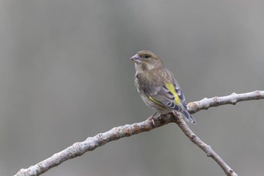 Green finch Chloris chloris sitting on a branch