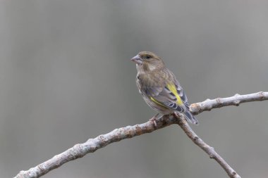 Green finch Chloris chloris sitting on a branch