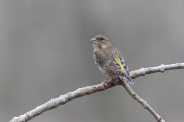 Green finch Chloris chloris sitting on a branch