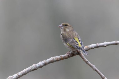Green finch Chloris chloris sitting on a branch
