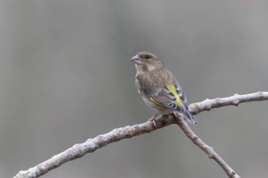 Green finch Chloris chloris sitting on a branch
