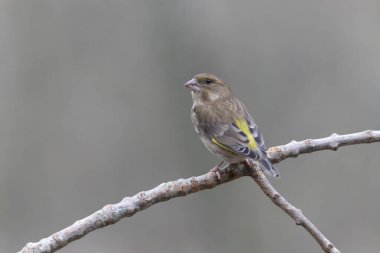 Green finch Chloris chloris sitting on a branch