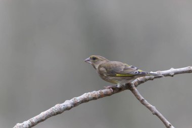 Green finch Chloris chloris sitting on a branch