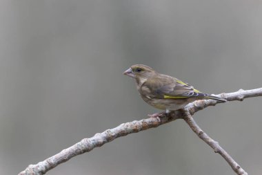 Green finch Chloris chloris sitting on a branch