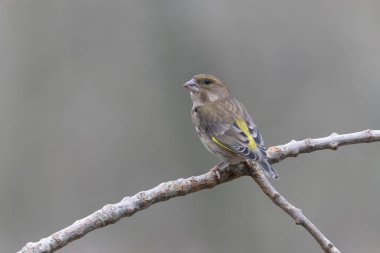 Green finch Chloris chloris sitting on a branch