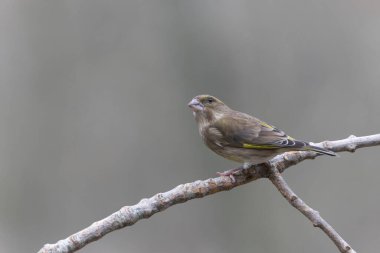 Green finch Chloris chloris sitting on a branch