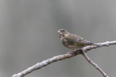 Green finch Chloris chloris sitting on a branch